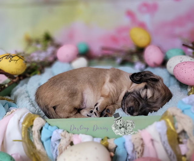 New Puppies. Share NOW. #puppies #dachshunds #baby puppies #eclecticredbarn